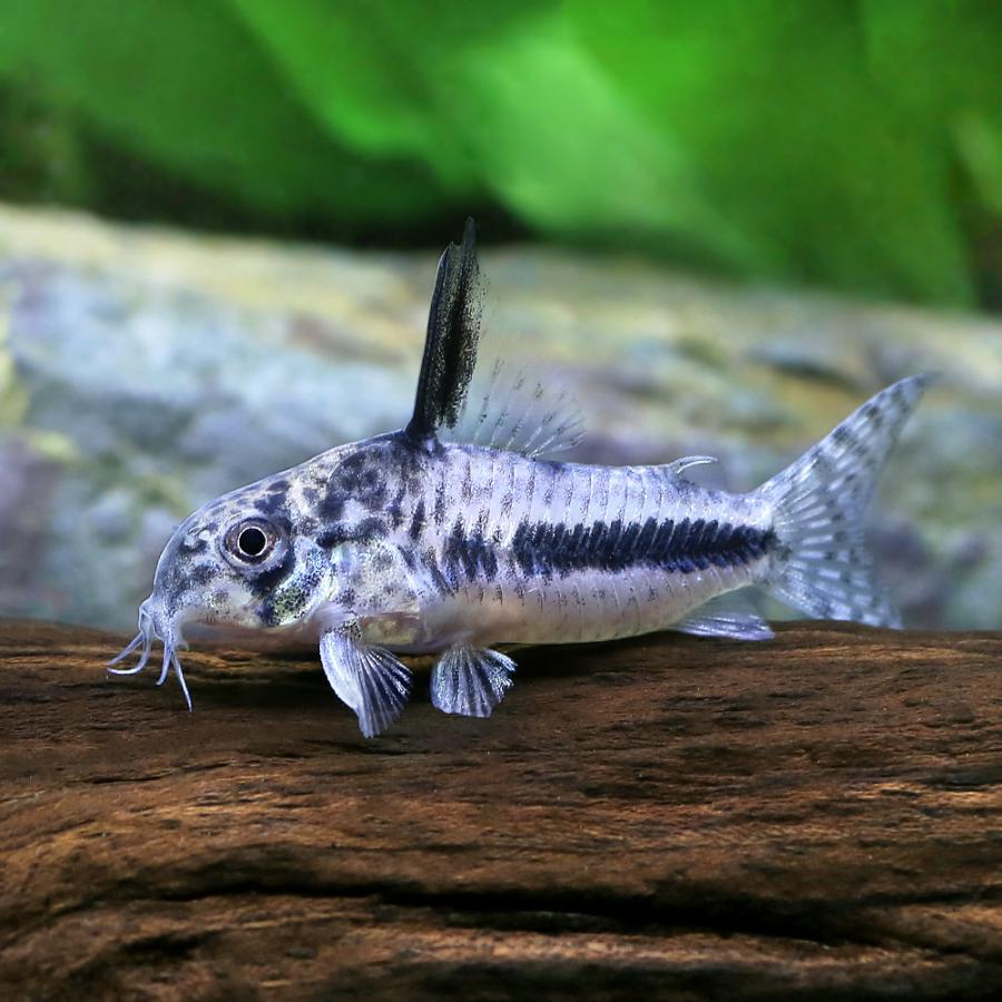 熱帯魚）コリドラス・シパリウィニ（ワイルド）（1匹） 北海道・九州 