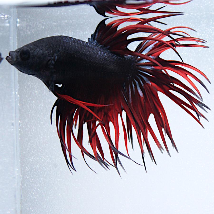 値下げ　ベタ　ブラックデビルギャラクシー（熱帯魚） 熱帯魚）一点物 ベタ クラウンテール ブラックデビル オス（1匹