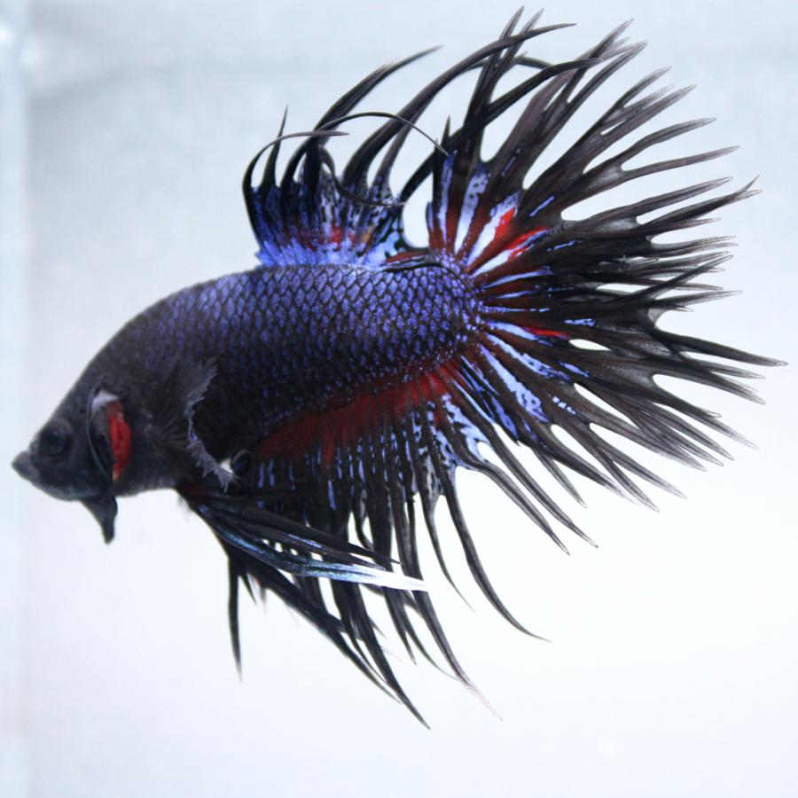 熱帯魚）一点物 ベタ クラウンテール レッドオーキッド オス（1匹