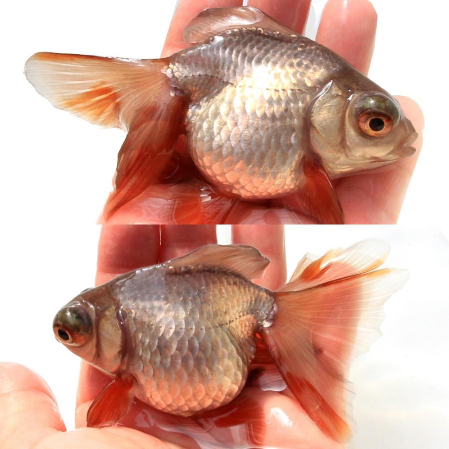 金魚）一点物 メノウ蝶尾／瑪瑙蝶尾（中国産）12cm±（1匹