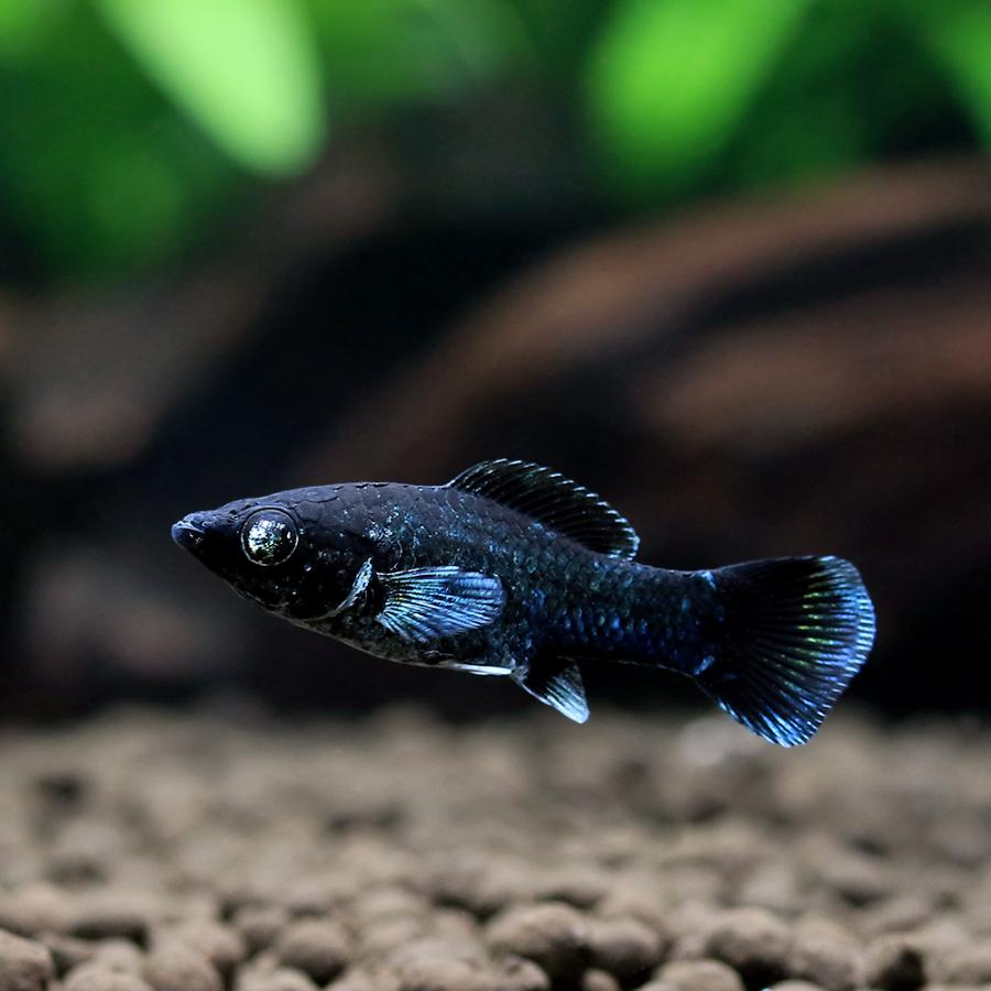 入荷未定）（熱帯魚）ブルーエレクトリックブラックモーリー（1ペア 
