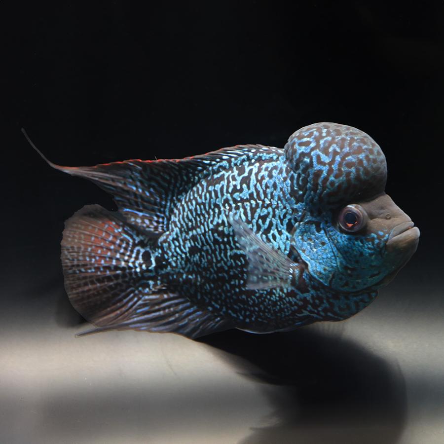 熱帯魚）一点物 フラワーホーン キングカムファ 約13cm（1匹