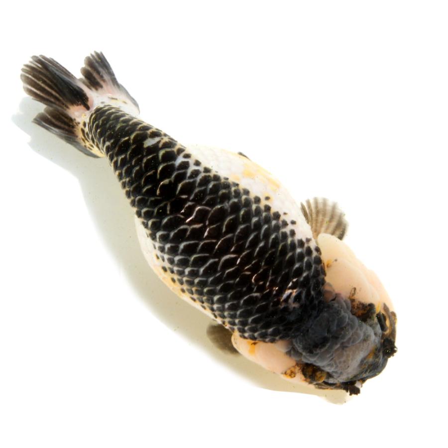 金魚らんちゅう15センチ２匹 金魚王子】変わり柄らんちゅう 15cm前後 (個体番号：cde491) 金魚