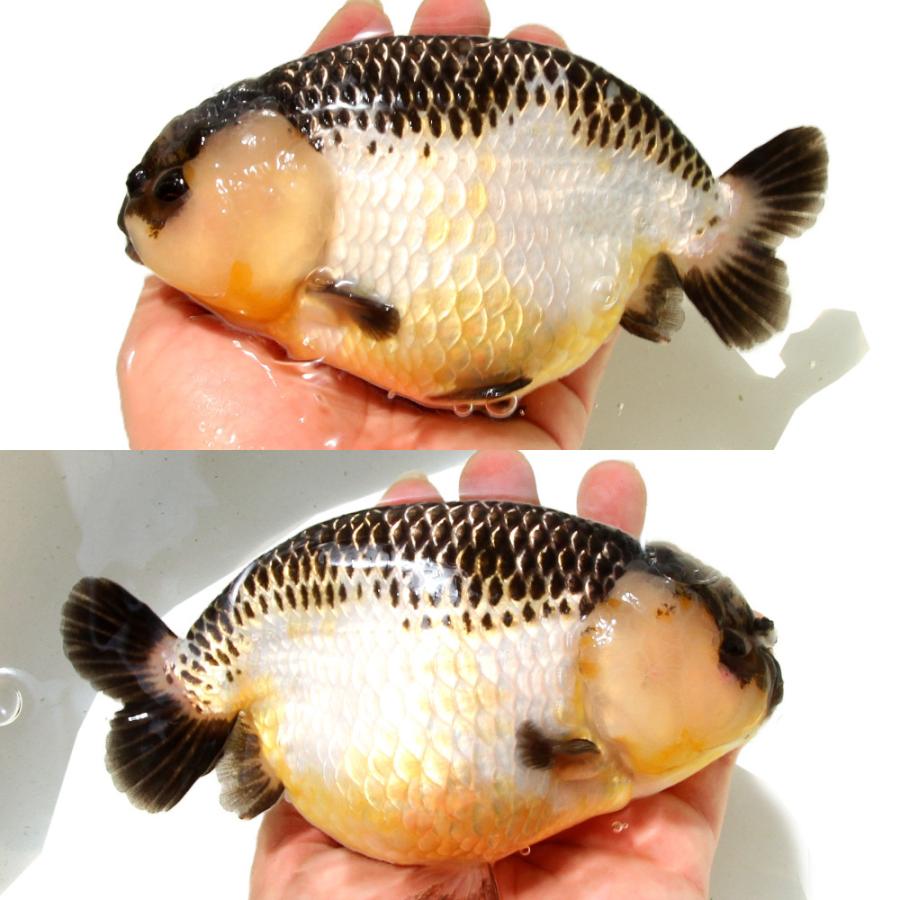 金魚らんちゅう15センチ２匹 金魚王子】変わり柄らんちゅう 15cm前後 (個体番号：cde491) 金魚