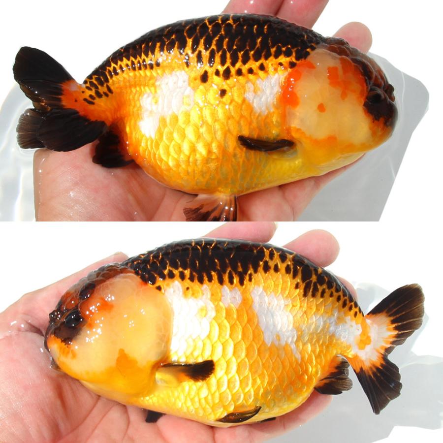 金魚）一点物 らんちゅう 15cm±（中国産）（1匹）北海道航空便要