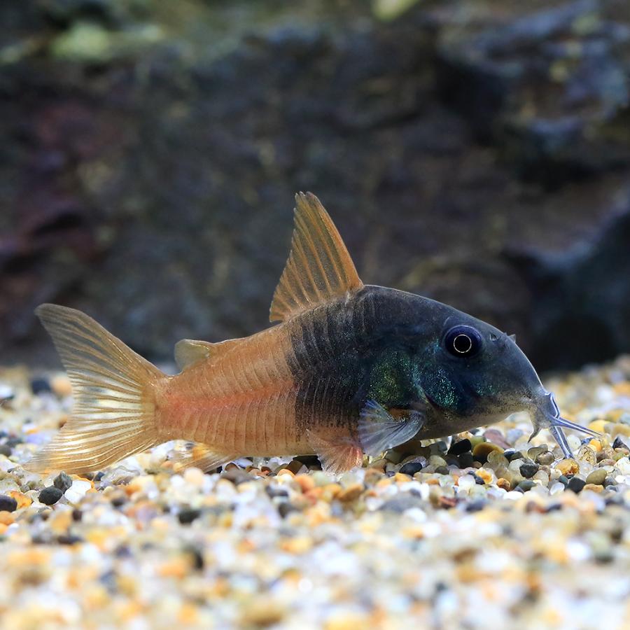 熱帯魚）コリドラス・ビーコンコロール（ワイルド）（1匹） 北海道 