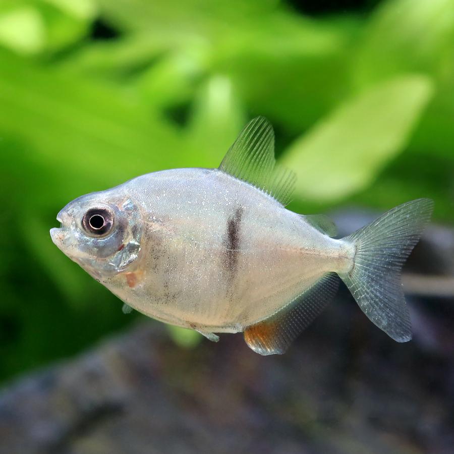 熱帯魚）ブラックバンデッドメチニス（ブリード）（1匹） 北海道