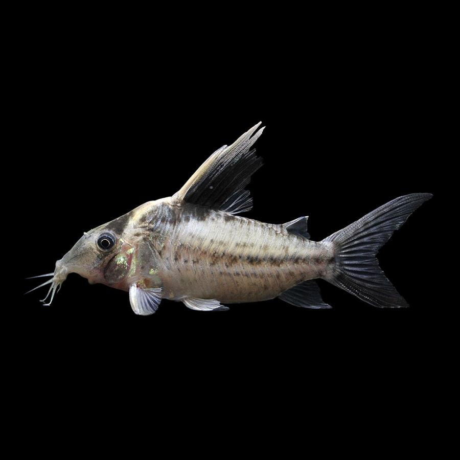 熱帯魚）一点物 コリドラス ロブスタス（ワイルド）約9cm（1匹 