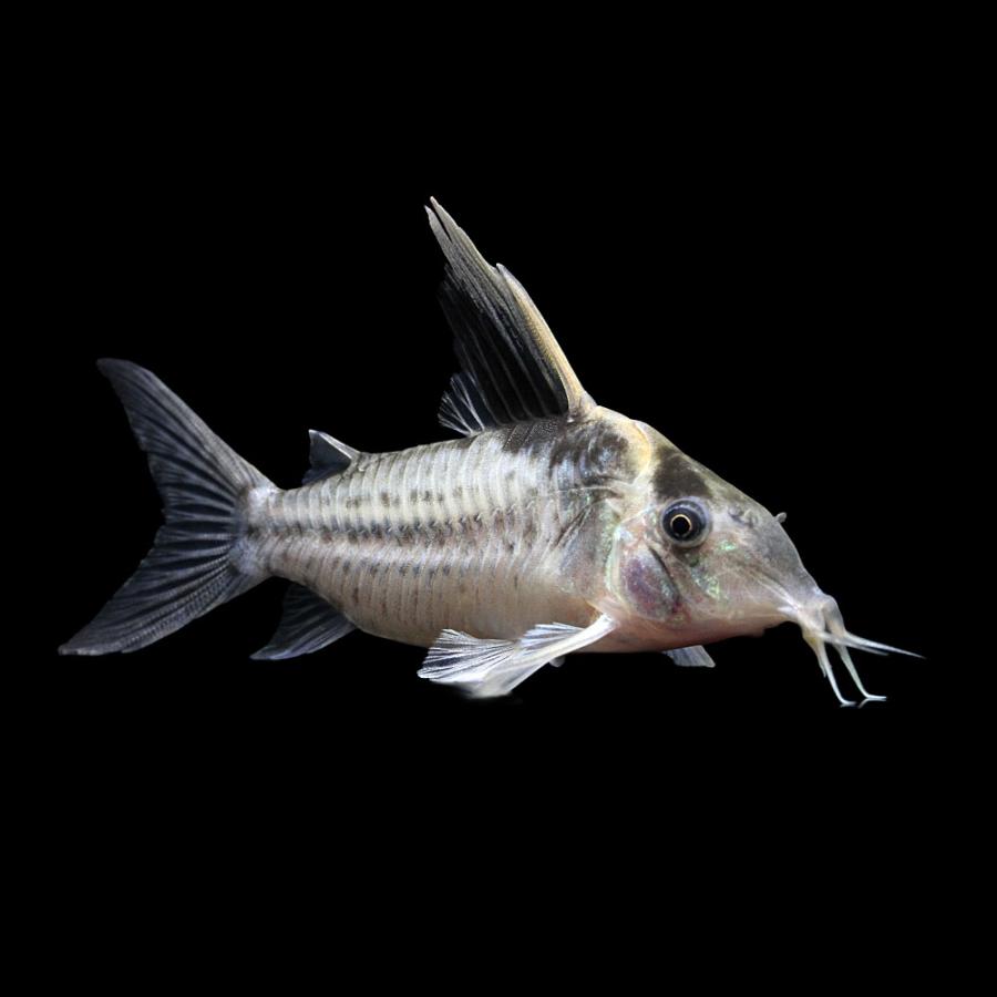 熱帯魚）一点物 コリドラス ロブスタス（ワイルド）約9cm（1匹