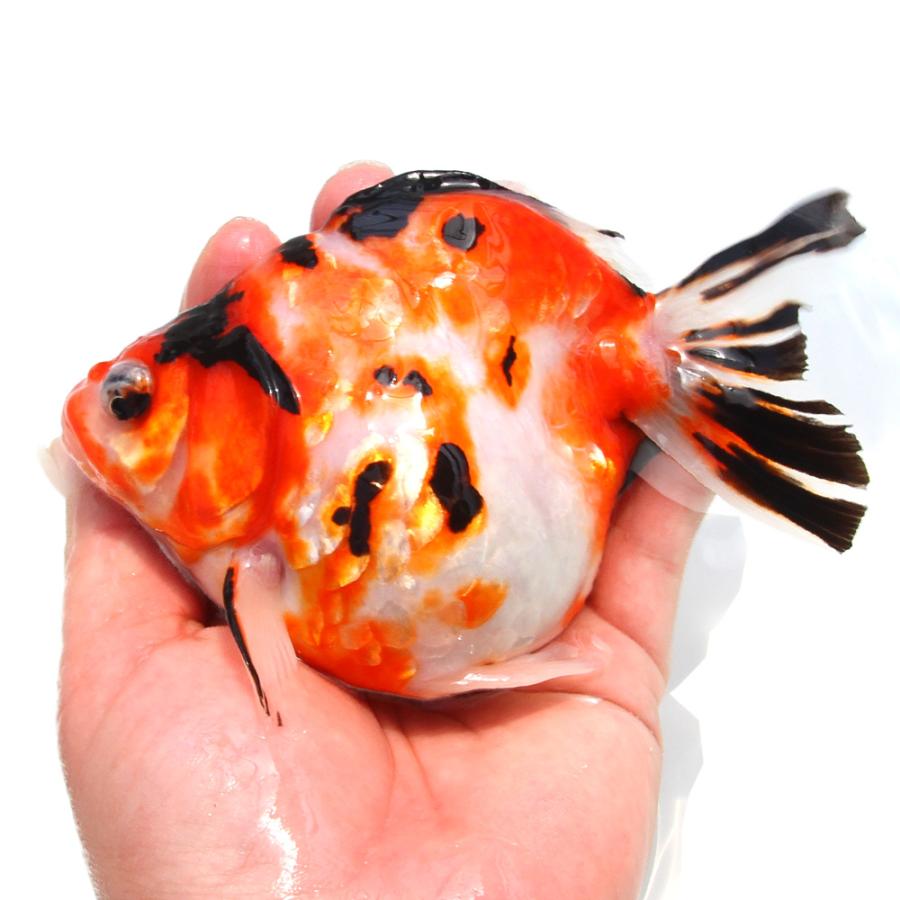 金魚商品【1】 金魚）一点物 ダルマ琉金 13cm±（中国産）（1匹） : チャーム