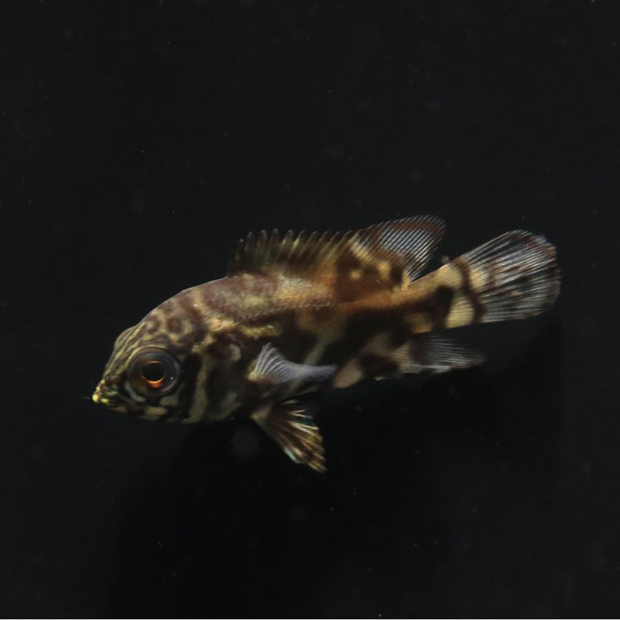 熱帯魚）一点物 オスカー サンフランシスコ（1匹） 北海道航空便要 