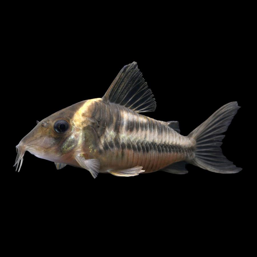 （熱帯魚）一点物　コリドラス・ビファシアータス　パラタイプ（ワイルド）約８ｃｍ（１匹）　沖縄別途送料　北海道・九州航空便要保温
