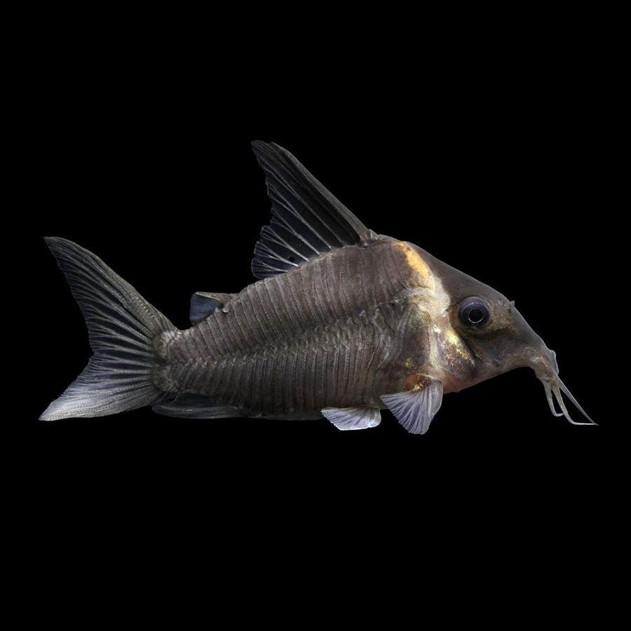 熱帯魚）一点物 コリドラス レセックス（ワイルド）約8cm（1ペア 