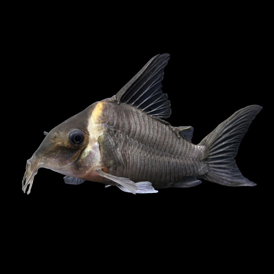 熱帯魚）一点物 コリドラス レセックス（ワイルド）約8cm（1ペア 
