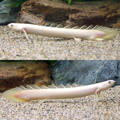 熱帯魚）（B品）ポリプテルス・セネガルス セミプラチナ Mサイズ