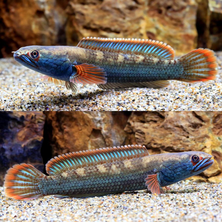 （熱帯魚）アイズファイアー・スネークヘッド　Ｍサイズ（１０〜１５ｃｍ）（１匹） |  | 01