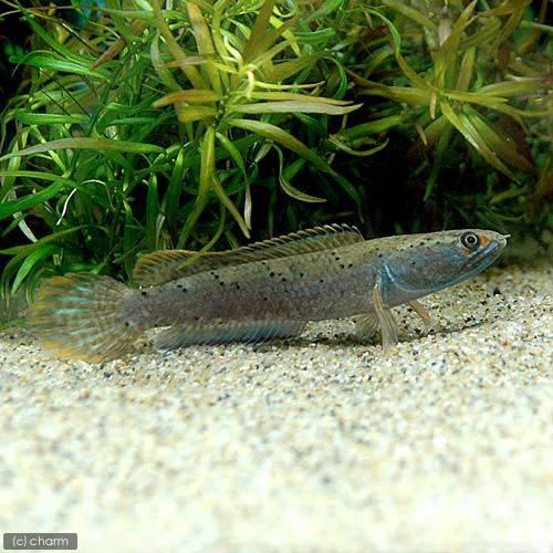 （熱帯魚）アイズファイアー・スネークヘッド　Ｍサイズ（１０〜１５ｃｍ）（１匹） |  | 02