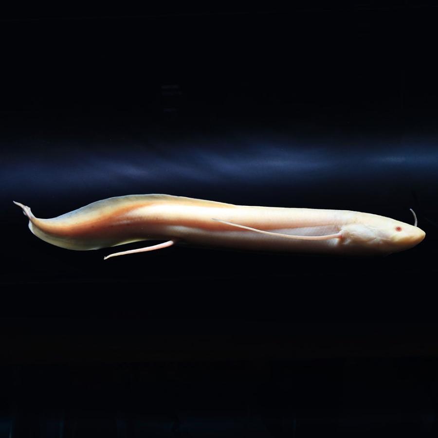 （熱帯魚）一点物　プロトプテルス　エチオピクス　コンギクス　アルビノ（１匹）　北海道・九州航空便要保温 |  | 01
