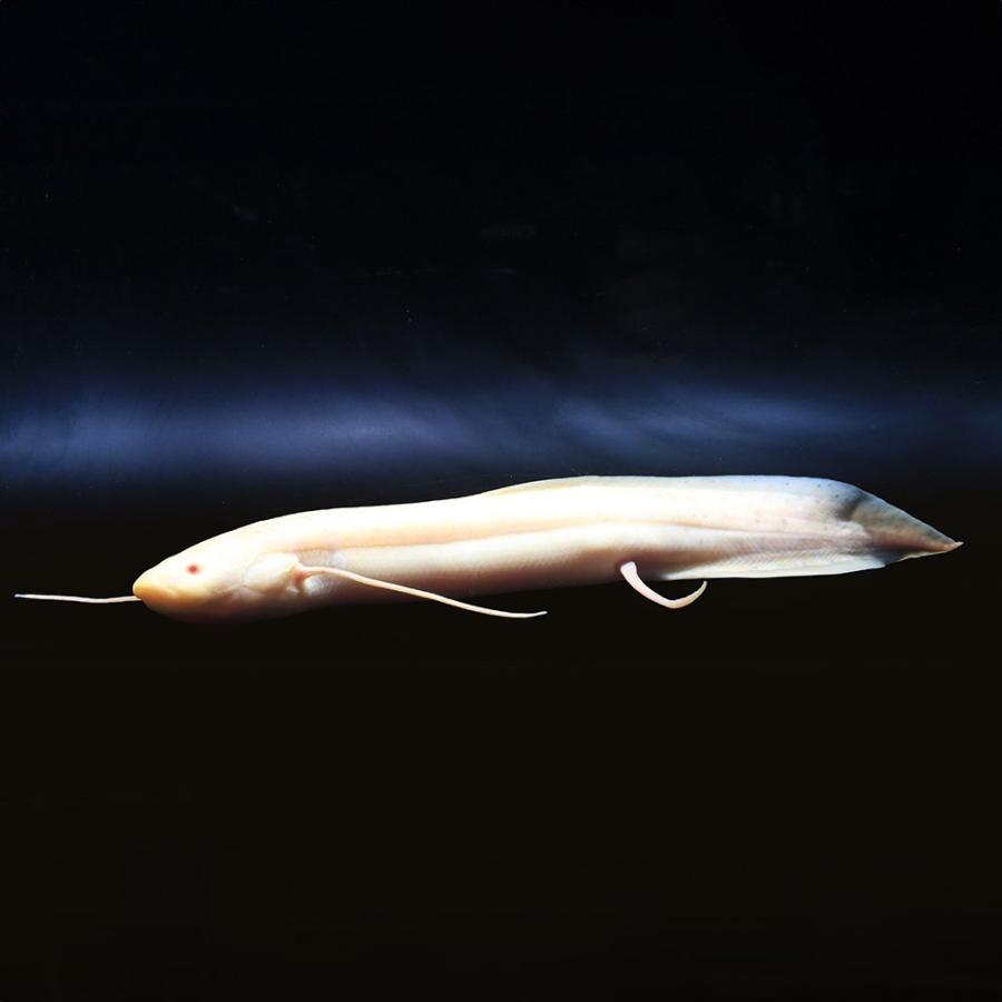 （熱帯魚）一点物　プロトプテルス　エチオピクス　コンギクス　アルビノ（１匹）　北海道・九州航空便要保温 |  | 02