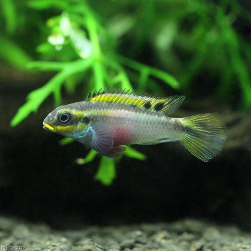 熱帯魚）（B品）ペルヴィカクロミス・タエニアータス ナイジェリア
