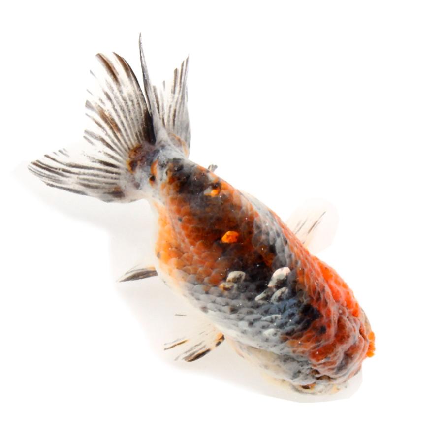 国産金魚）一点物 五色江戸錦 12cm±（1匹） : チャーム charm