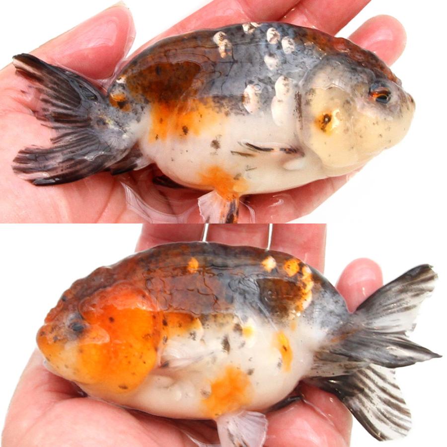 国産金魚）一点物 五色江戸錦 12cm±（1匹） : チャーム charm