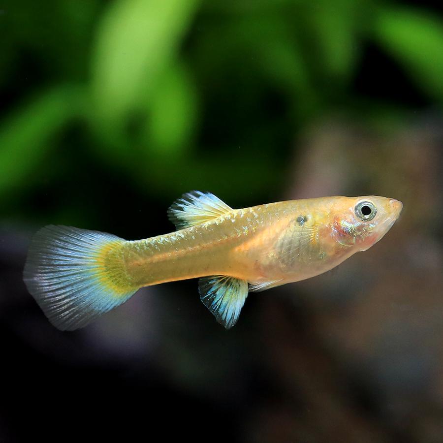 熱帯魚）フルゴールドグッピー（国産グッピー）（1ペア） 北海道