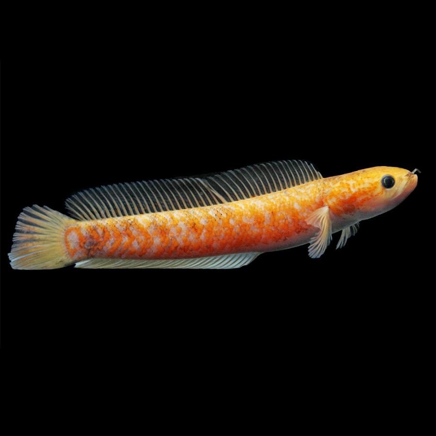 熱帯魚）一点物 レッドコウタイ ゴールデンギャラクシー マーブル柄 約
