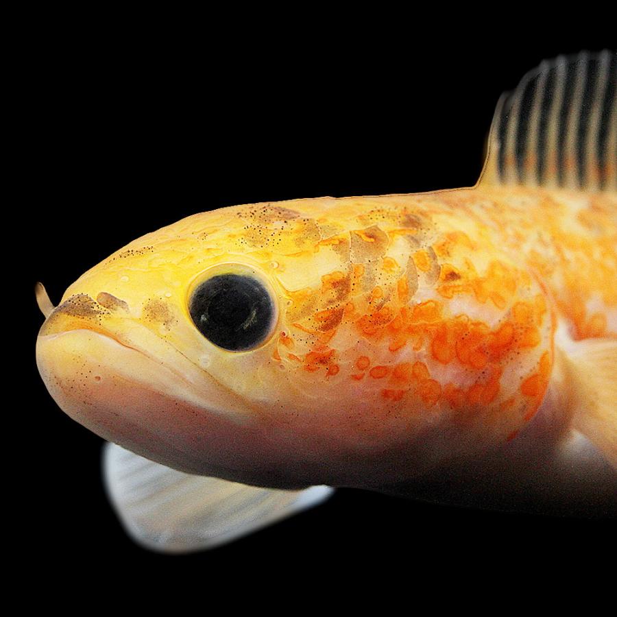 熱帯魚）一点物 レッドコウタイ ゴールデンギャラクシー マーブル柄 約