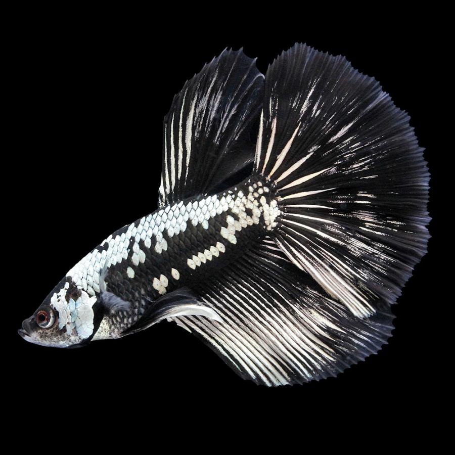 熱帯魚）一点物 ベタ ハーフムーン ブラックサムライ オス（1匹