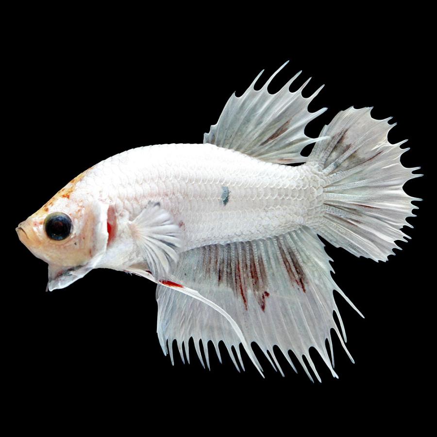 （熱帯魚）一点物　ベタ　クラウンテールプラカット　ファンシーマーブル　オス（１匹）　北海道・九州航空便要保温 | 