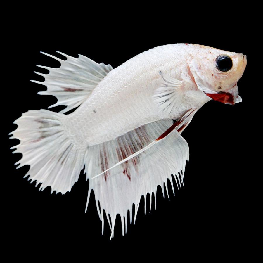 （熱帯魚）一点物　ベタ　クラウンテールプラカット　ファンシーマーブル　オス（１匹）　北海道・九州航空便要保温 |  | 01
