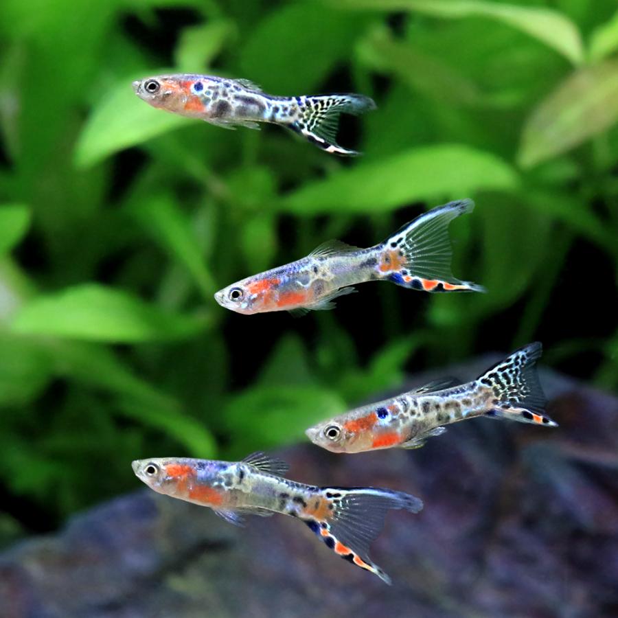 （熱帯魚）エンドラーズ・グッピー　ブルースタースネークスキン　オス（インドネシア産）（３匹）　北海道航空便要保温 |  | 02