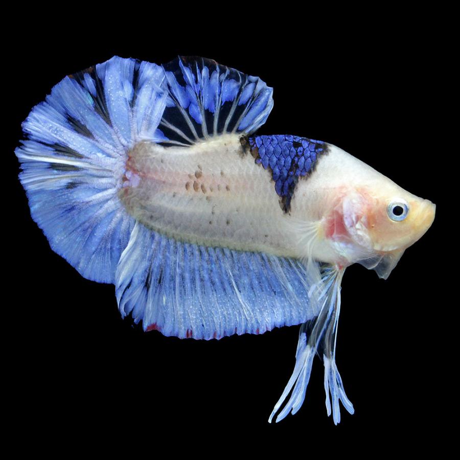 熱帯魚）一点物 ベタ・ハーフムーンプラカット ホワイト＆ブルー