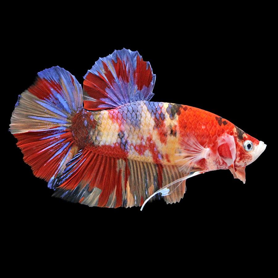 （熱帯魚）一点物　鯉ベタ・ジャイアントプラカット　コイカラー　ニモ（キャンディー）オス（１匹）　北海道・九州航空便要保温_1
