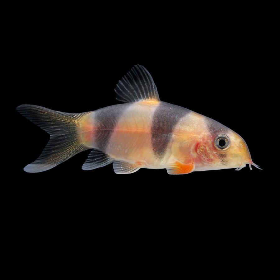 （熱帯魚）一点物　クラウンローチ　ショートボディ（１匹）　北海道・九州航空便要保温_1
