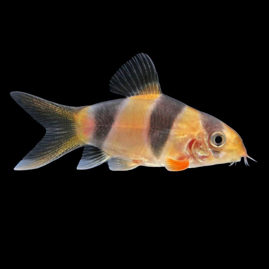 （熱帯魚）一点物　クラウンローチ　ショートボディ（１匹）　北海道・九州航空便要保温_1