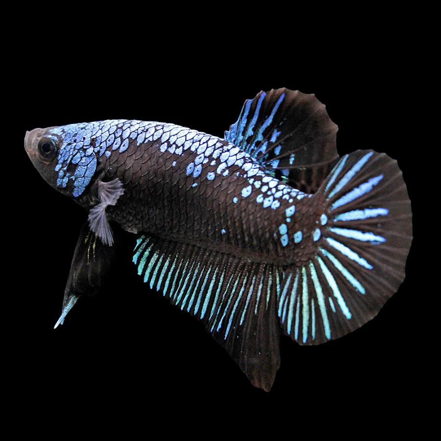 ベタ　熱帯魚 熱帯魚）一点物 ベタ ハーフムーンプラカット ブルーサムライ オス（1