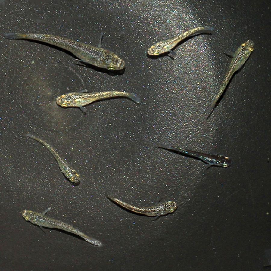 （めだか）無選別　過背金龍メダカ　稚魚（１０匹） | 