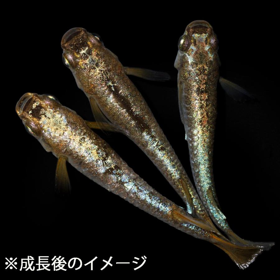 （めだか）無選別　過背金龍メダカ　稚魚（１０匹） |  | 01