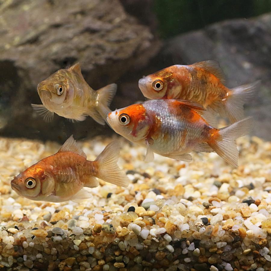 国産金魚）ドラゴンスケール三色和金（3匹） : チャーム charm ヤフー