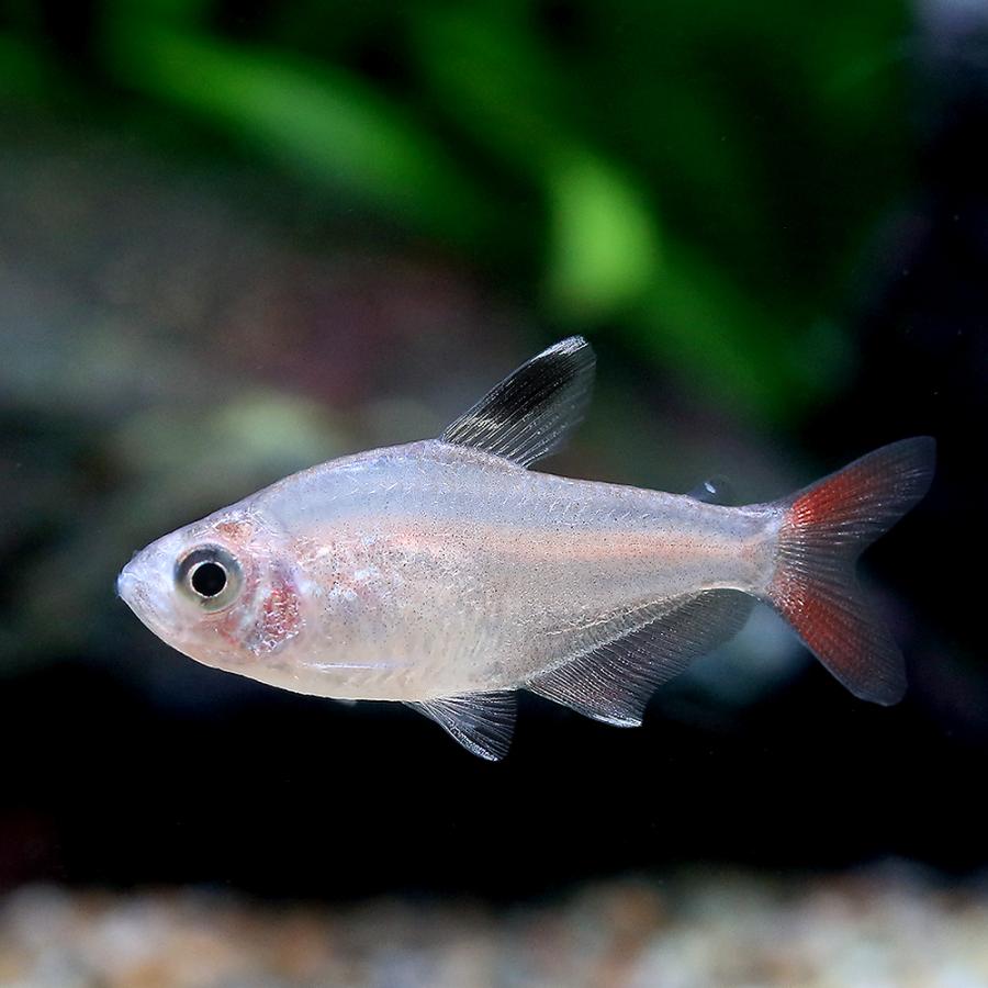 熱帯魚）ハイフェソブリコン ミクロプテルス（1匹） 北海道・九州航空