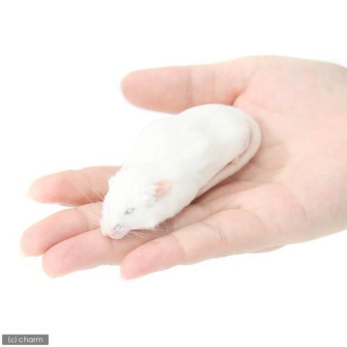 冷凍☆アダルトL カタ養殖 Mice30 冷凍マウス（10匹） パック