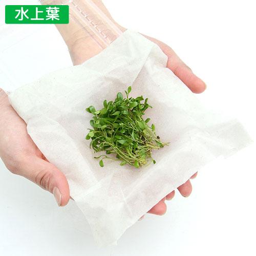 （水草）グロッソスティグマ（水上葉）（無農薬）（１パック分）　北海道・九州航空便要保温 | チャーム（ペット） | 01