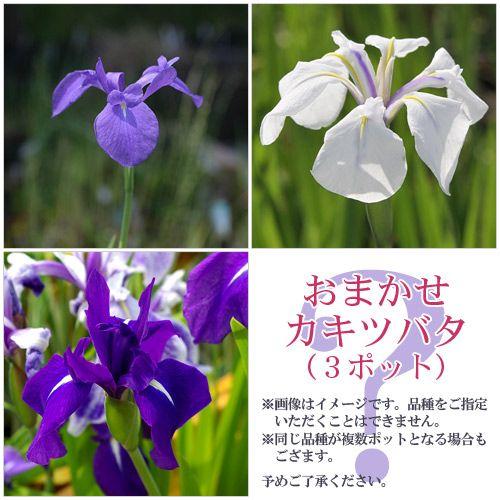ビオトープ 水辺植物 おまかせカキツバタ ３号 ３ポットセット