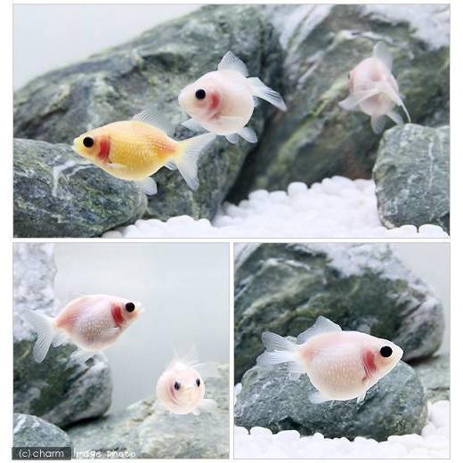 ポンピンパール様 国産金魚）ミルクピンポンパール（1匹） : チャーム charm ヤフー店