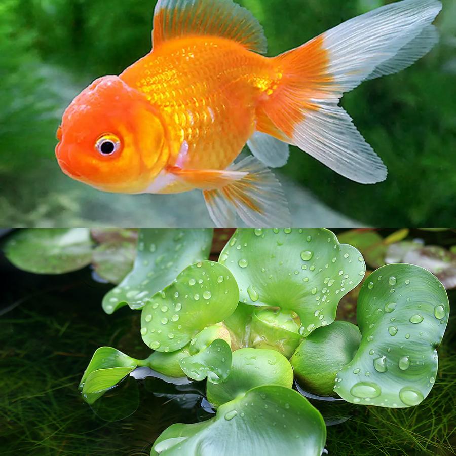 チャーム（charm） （国産金魚）オランダ獅子頭（1匹）＋ホテイ草（1