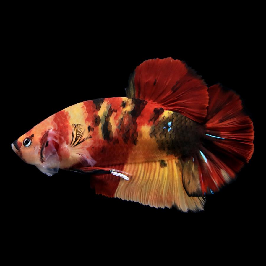 □（熱帯魚）一点物 鯉ベタ・ジャイアントプラカット コイカラー ニモ 