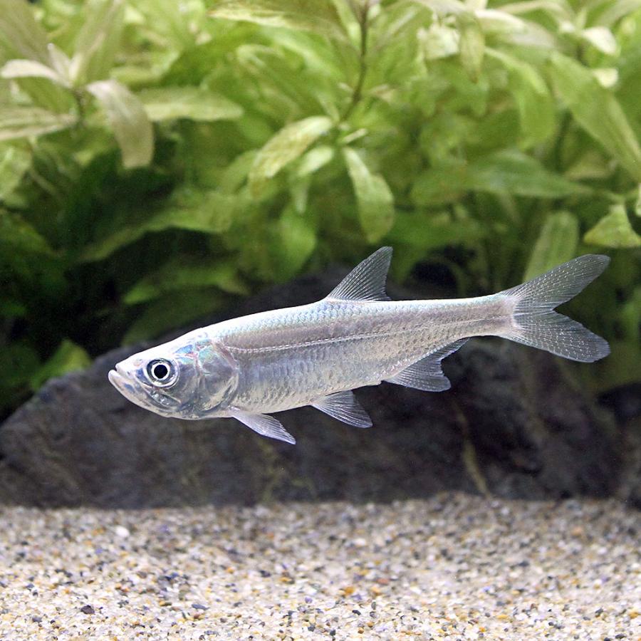 チャーム（charm） （熱帯魚）アトランティック ターポン（1匹