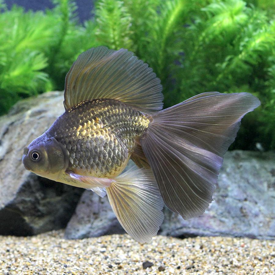 金魚）一点物 黒琉金 フェニックステール 約14cm（中国産）（1匹